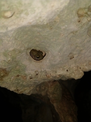 Craugastor yucatanensis