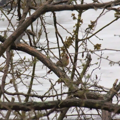 Cardinalis cardinalis