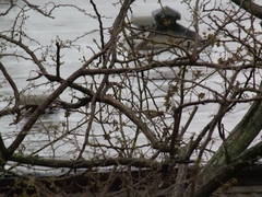 Cardinalis cardinalis