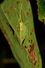 Acantheremus