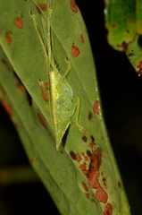 Acantheremus