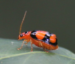 Diacantha collaris