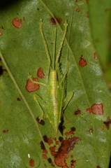 Acantheremus
