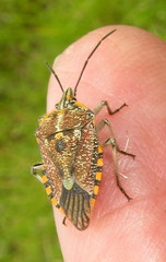 Agonoscelis versicoloratus