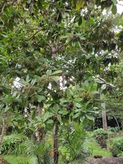 Ardisia compressa