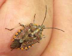 Agonoscelis versicoloratus