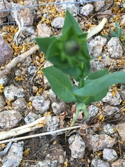 Rudbeckia amplexicaulis