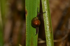 Euconulidae