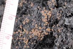 Iodophanus