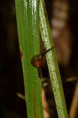 Euconulidae