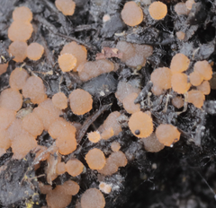 Iodophanus