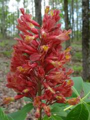 Aesculus × mutabilis