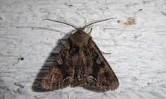 Ichneutica skelloni