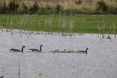 Branta canadensis
