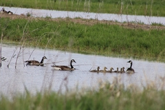 Branta canadensis