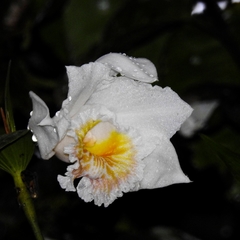 Sobralia chrysostoma