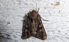 Ichneutica skelloni