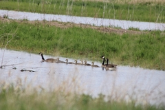 Branta canadensis