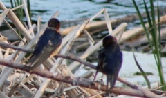 Hirundo rustica