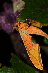 Protambulyx euryalus