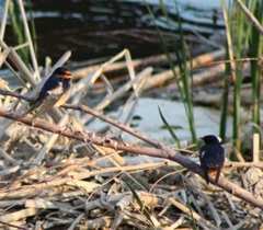 Hirundo rustica