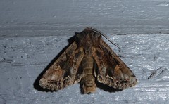 Ichneutica skelloni