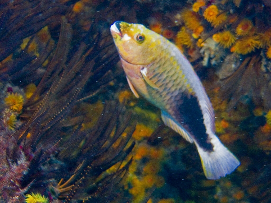 Photo of Cape Verde parrotfish (Sparisoma strigatum)