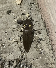 Ignelater havaniensis