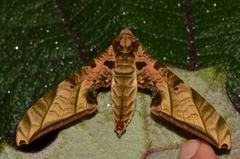 Protambulyx euryalus