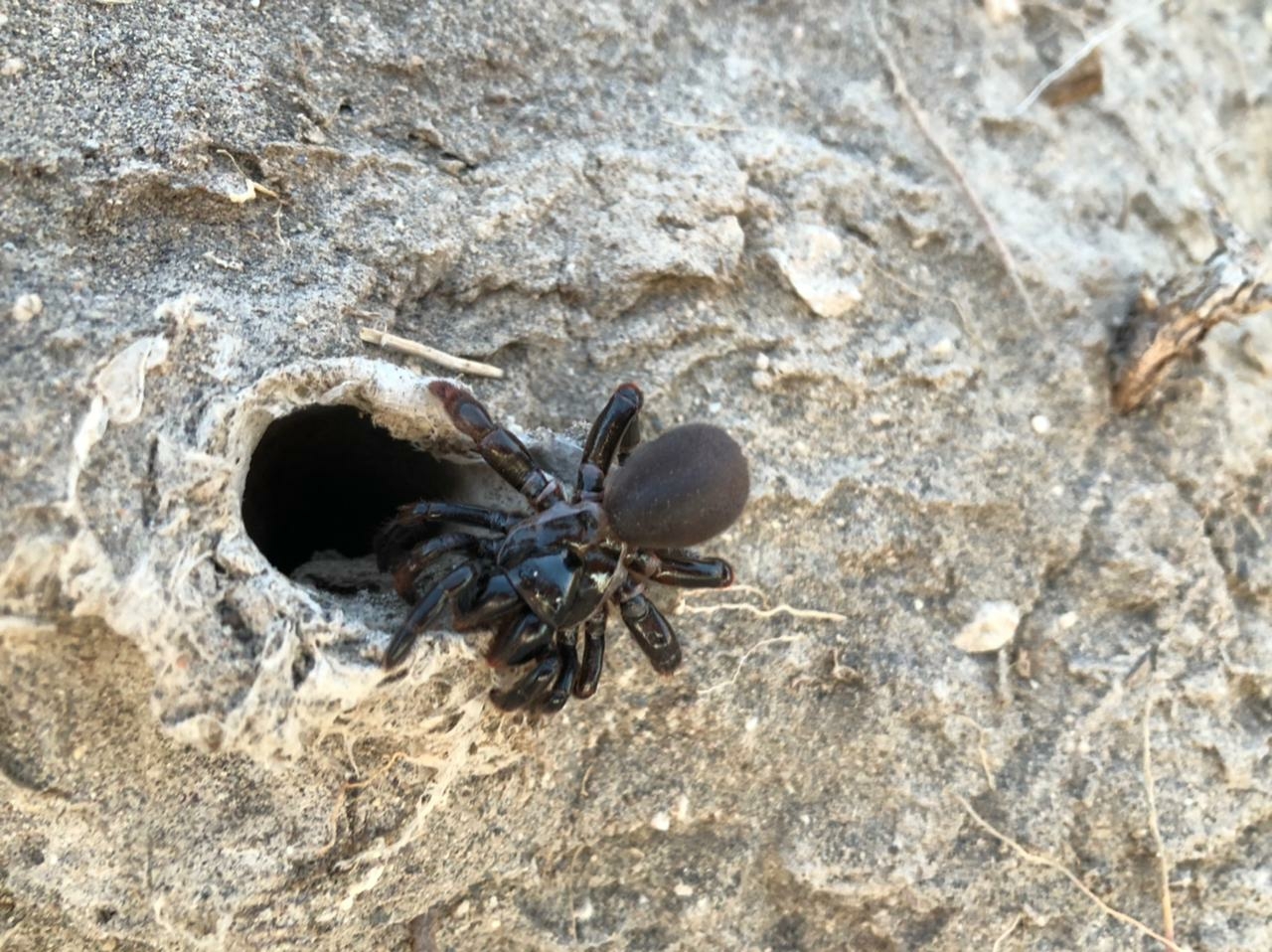 Actinopus patagonia Ríos-Tamayo & Goloboff, 2018