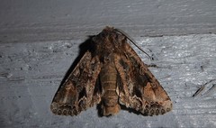 Ichneutica skelloni