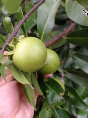 Diospyros nigra