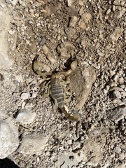 Anuroctonus phaiodactylus