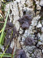 Exidia novozealandica