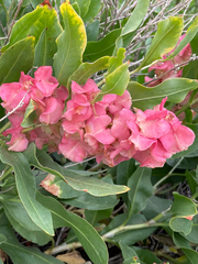 Rumex venosus