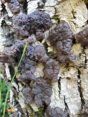 Exidia novozealandica