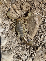 Anuroctonus phaiodactylus