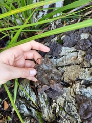 Exidia novozealandica
