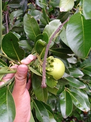 Diospyros nigra