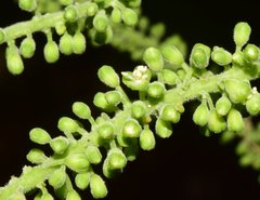 Coccoloba liebmannii