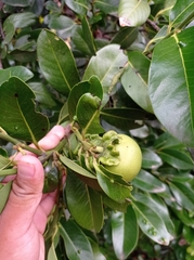 Diospyros nigra