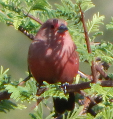 Lagonosticta rhodopareia