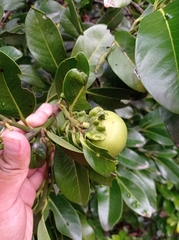 Diospyros nigra