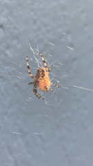 Araneus diadematus
