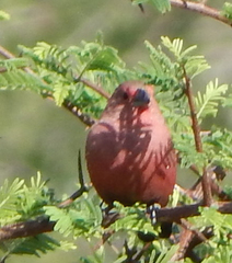 Lagonosticta rhodopareia