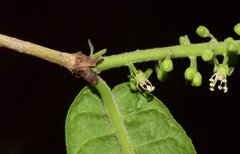 Coccoloba liebmannii