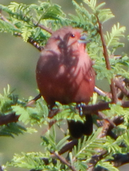 Lagonosticta rhodopareia