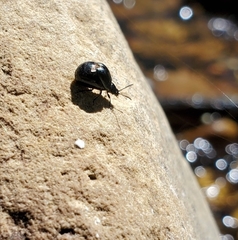 Gastrophysa cyanea