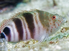 Redspotted Hawkfish photo 2
