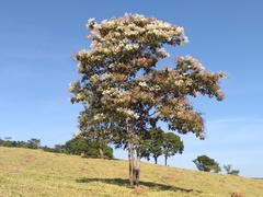 Cordia trichotoma